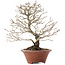 Premna japonica, 23,5 cm, ± 20 jaar oud, in een kapotte pot