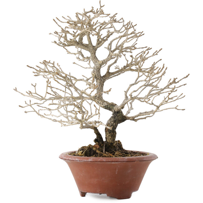 Premna japonica, 23,5 cm, ± 20 años, en maceta rota