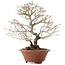 Premna japonica, 23,5 cm, ± 20 jaar oud, in een kapotte pot