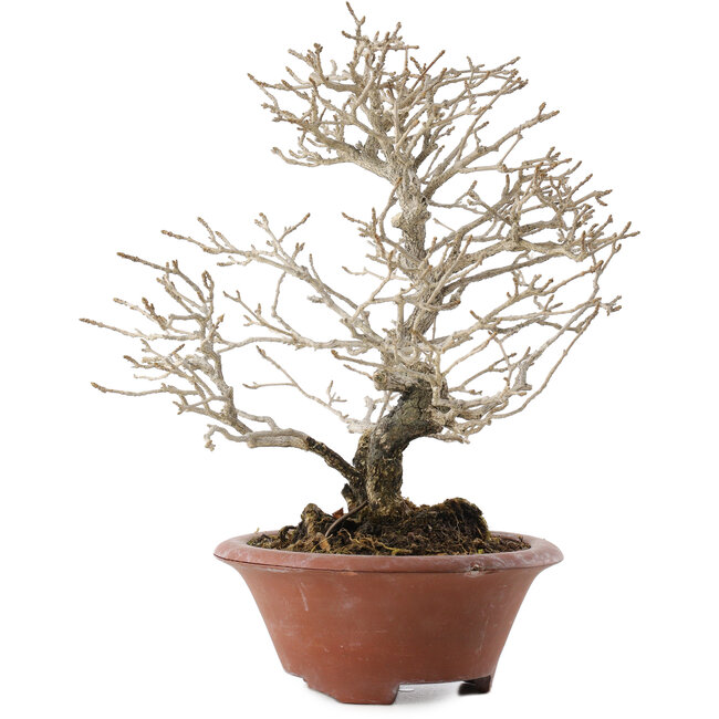 Premna japonica, 23,5 cm, ± 20 años, en maceta rota