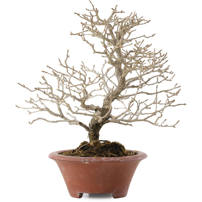 Premna japonica, 23,5 cm, ± 20 años, en maceta rota