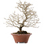 Premna japonica, 23,5 cm, ± 20 jaar oud, in een kapotte pot