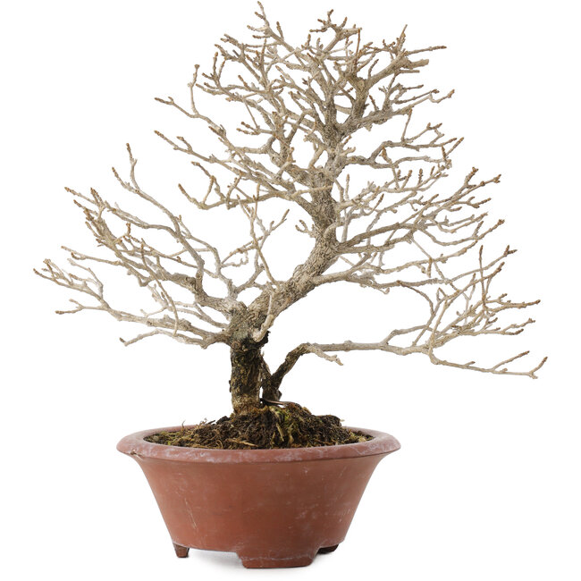 Premna japonica, 23,5 cm, ± 20 anni, in un vaso rotto