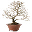 Premna japonica, 23,5 cm, ± 20 jaar oud, in een kapotte pot