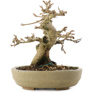 Premna japonica, 13,5 cm, ± 20 años