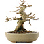 Premna japonica, 13,5 cm, ± 20 jaar oud