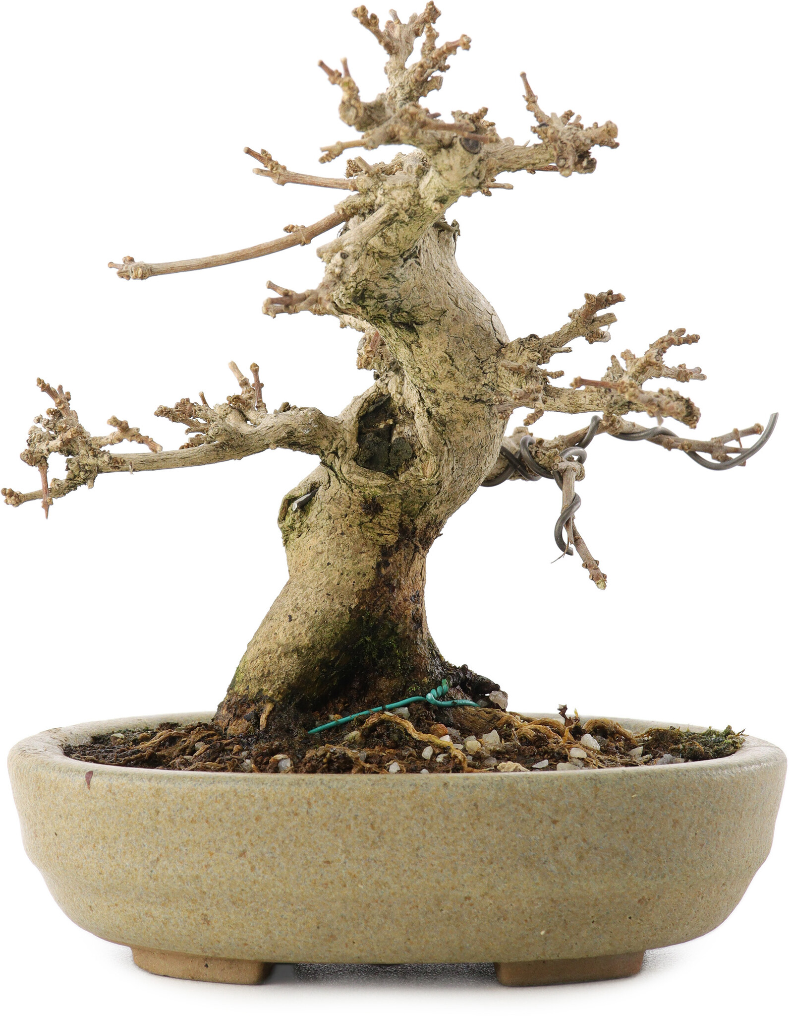 Premna japonica, 13,5 cm,  20 years old - Bonsai Plaza