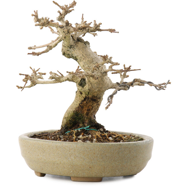 Premna japonica, 13,5 cm, ± 20 anni