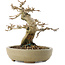Premna japonica, 13,5 cm, ± 20 jaar oud