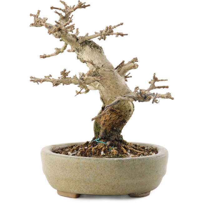 Premna japonica, 13,5 cm, ± 20 Jahre alt