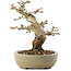 Premna japonica, 13,5 cm, ± 20 jaar oud
