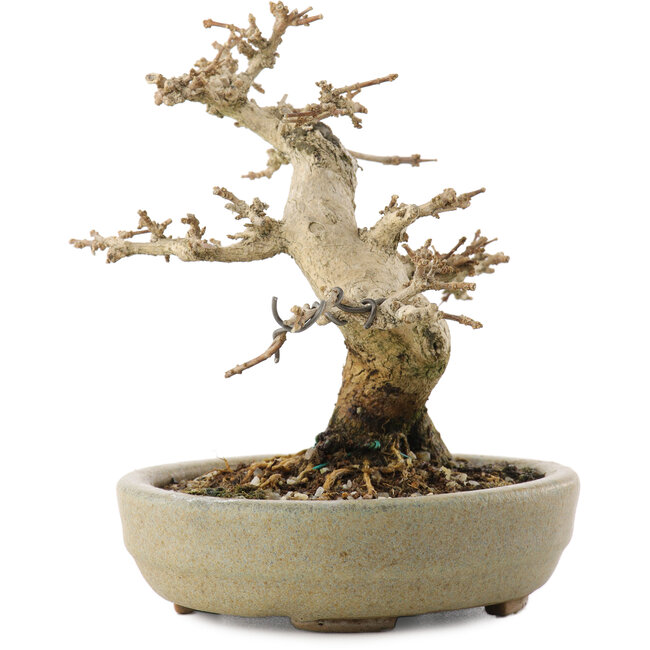 Premna japonica, 13,5 cm, ± 20 anni