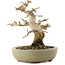 Premna japonica, 13,5 cm, ± 20 jaar oud