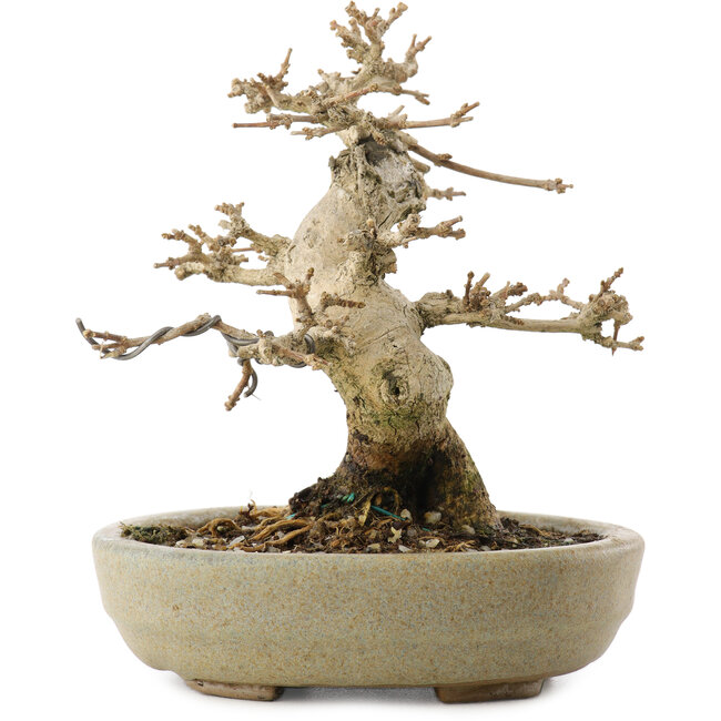 Premna japonica, 13,5 cm, ± 20 años