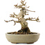Premna japonica, 13,5 cm, ± 20 jaar oud