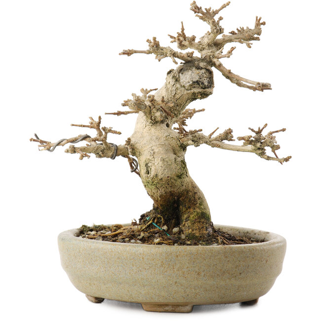 Premna japonica, 13,5 cm, ± 20 Jahre alt