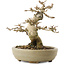 Premna japonica, 13,5 cm, ± 20 jaar oud