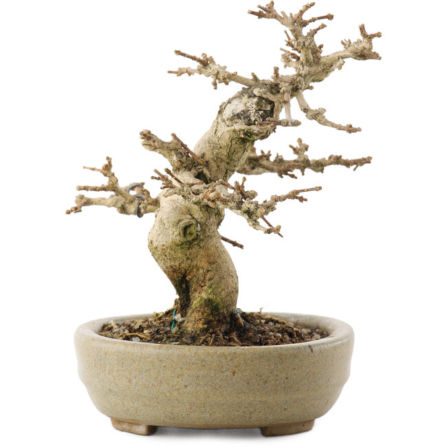 Premna japonica, 13,5 cm, ± 20 jaar oud