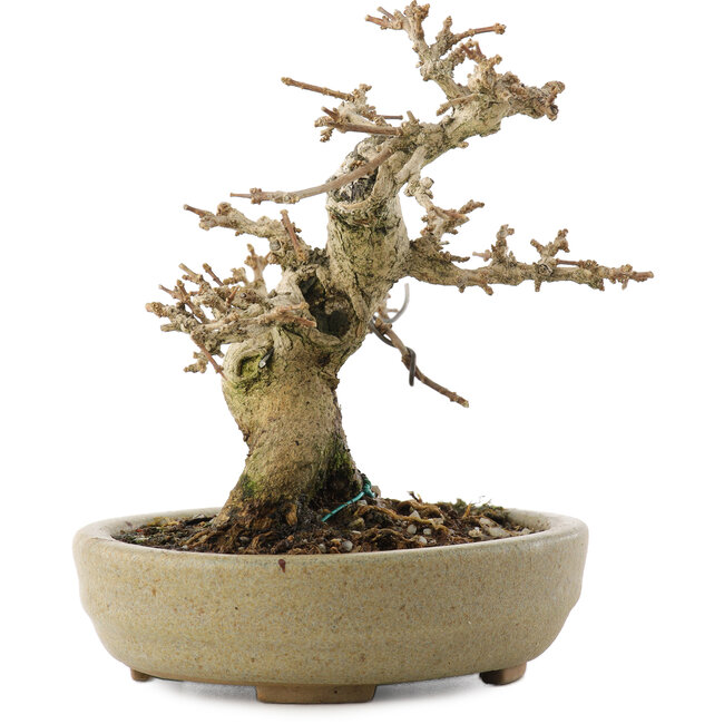 Premna japonica, 13,5 cm, ± 20 ans