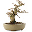 Premna japonica, 13,5 cm, ± 20 jaar oud