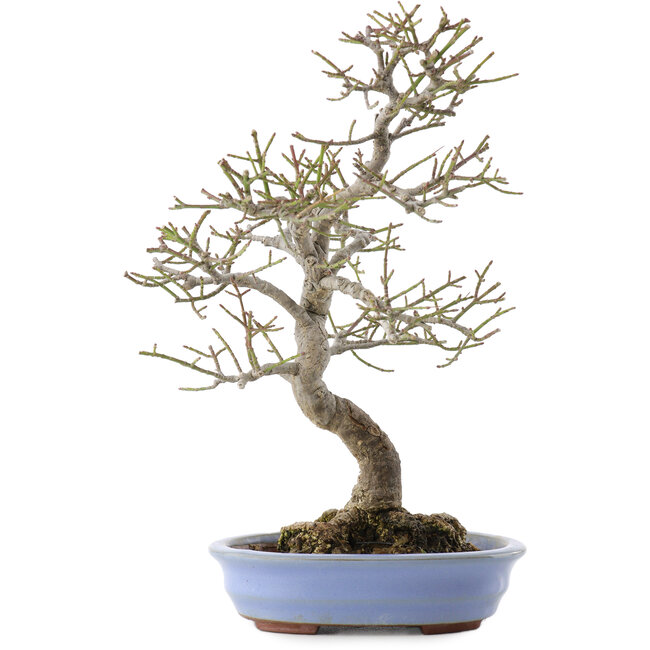 Euonymus alatus, 24 cm, ± 20 años