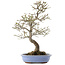 Euonymus alatus, 24 cm, ± 20 years old