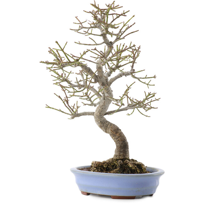 Euonymus alatus, 24 cm, ± 20 ans