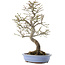 Euonymus alatus, 24 cm, ± 20 years old