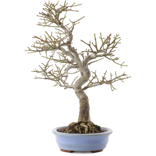 Euonymus alatus, 24 cm, ± 20 ans