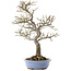 Euonymus alatus, 24 cm, ± 20 years old
