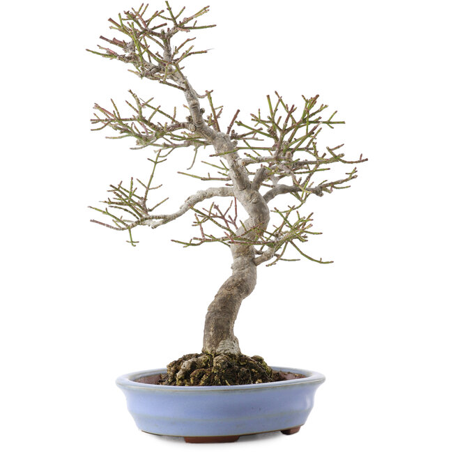 Euonymus alatus, 24 cm, ± 20 ans