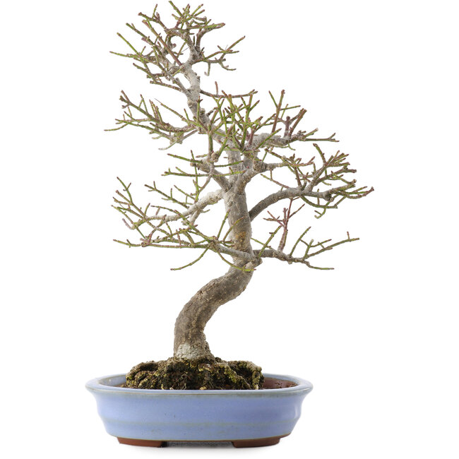 Euonymus alatus, 24 cm, ± 20 ans