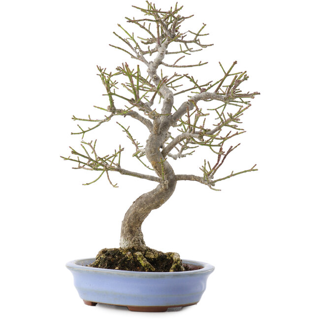 Euonymus alatus, 24 cm, ± 20 jaar oud