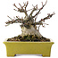Euonymus alatus, 13,5 cm, ± 15 Jahre alt