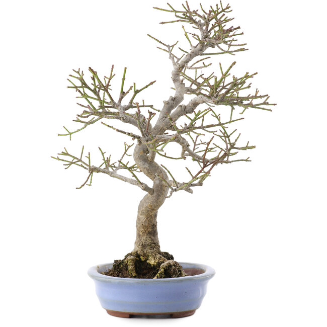 Euonymus alatus, 24 cm, ± 20 años