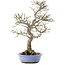 Euonymus alatus, 24 cm, ± 20 years old