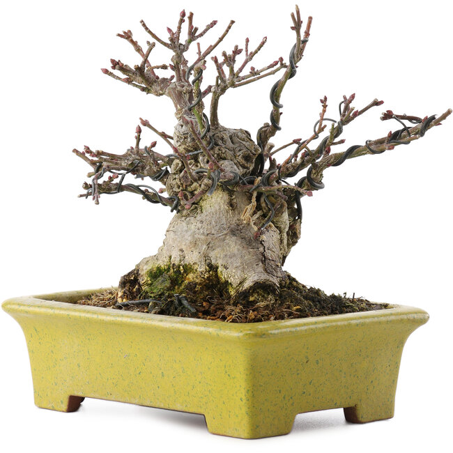 Euonymus alatus, 13,5 cm, ± 15 jaar oud