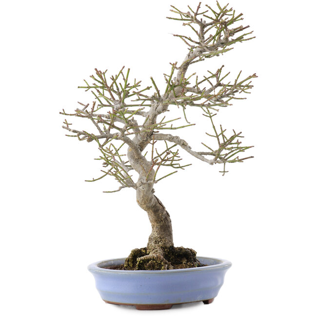 Euonymus alatus, 24 cm, ± 20 ans