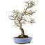 Euonymus alatus, 24 cm, ± 20 years old