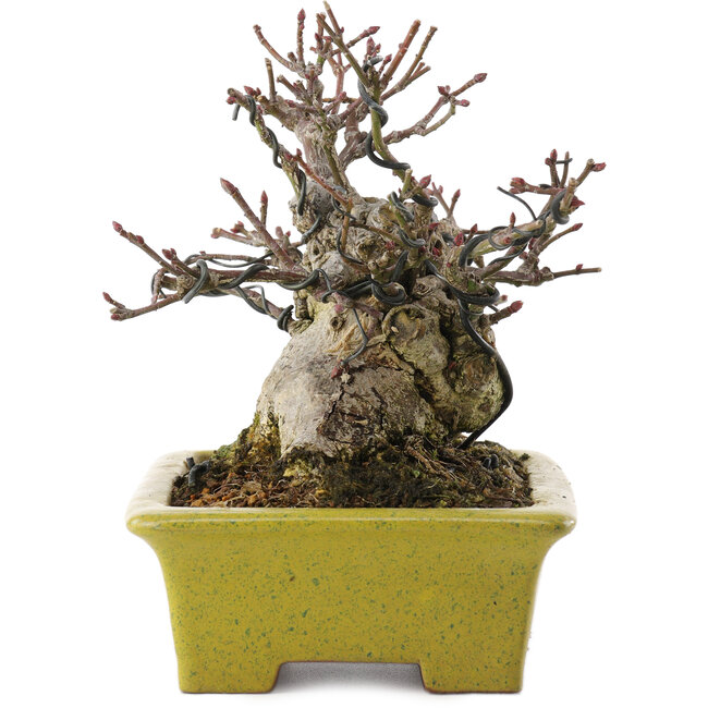 Euonymus alatus, 13,5 cm, ± 15 anni