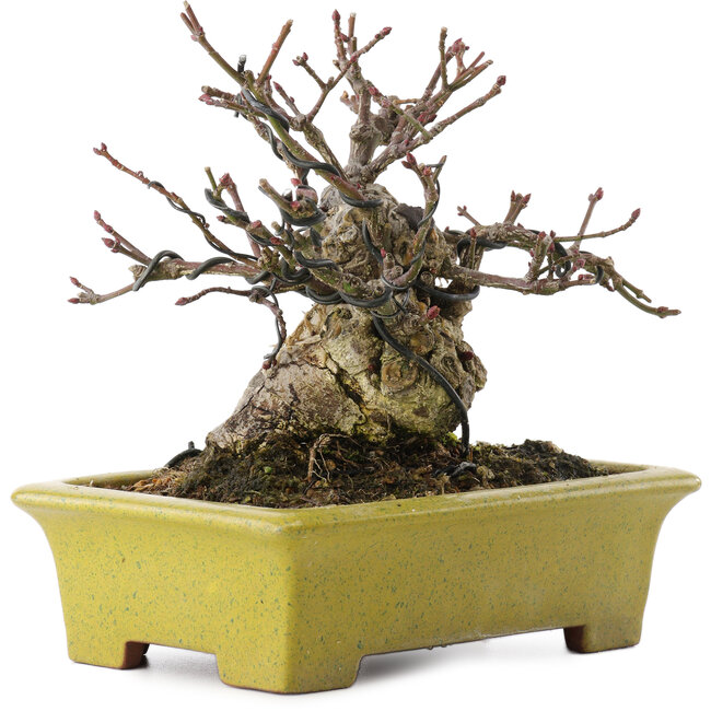 Euonymus alatus, 13,5 cm, ± 15 jaar oud