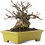 Euonymus alatus, 13,5 cm, ± 15 ans