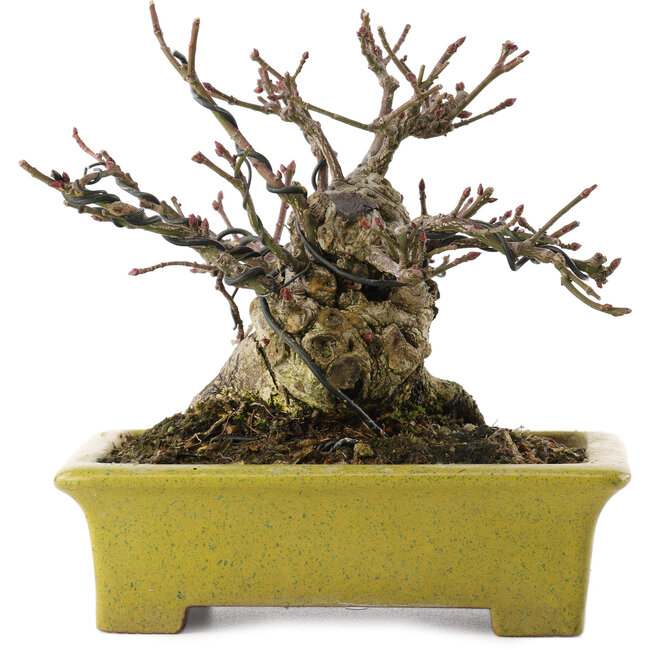 Euonymus alatus, 13,5 cm, ± 15 jaar oud