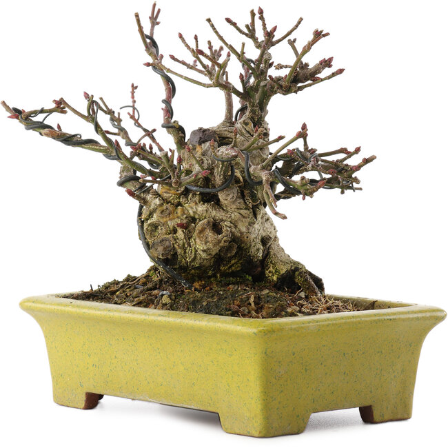 Euonymus alatus, 13,5 cm, ± 15 years old