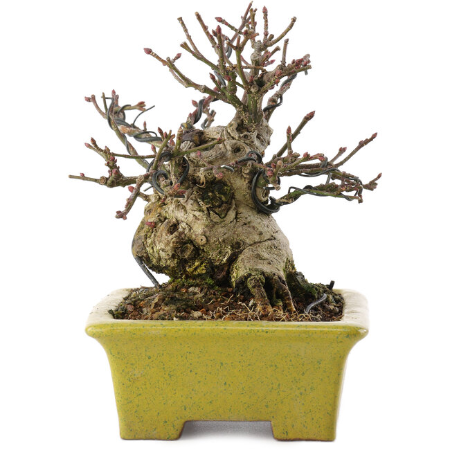 Euonymus alatus, 13,5 cm, ± 15 Jahre alt