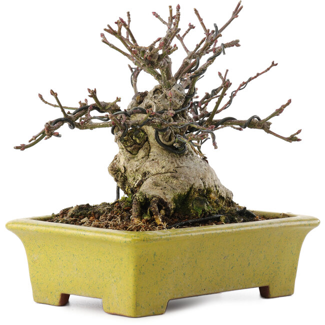 Euonymus alatus, 13,5 cm, ± 15 anni