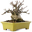 Euonymus alatus, 13,5 cm, ± 15 Jahre alt