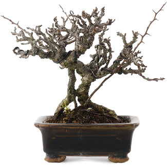 Chaenomeles speciosa, 16 cm, ± 20 años