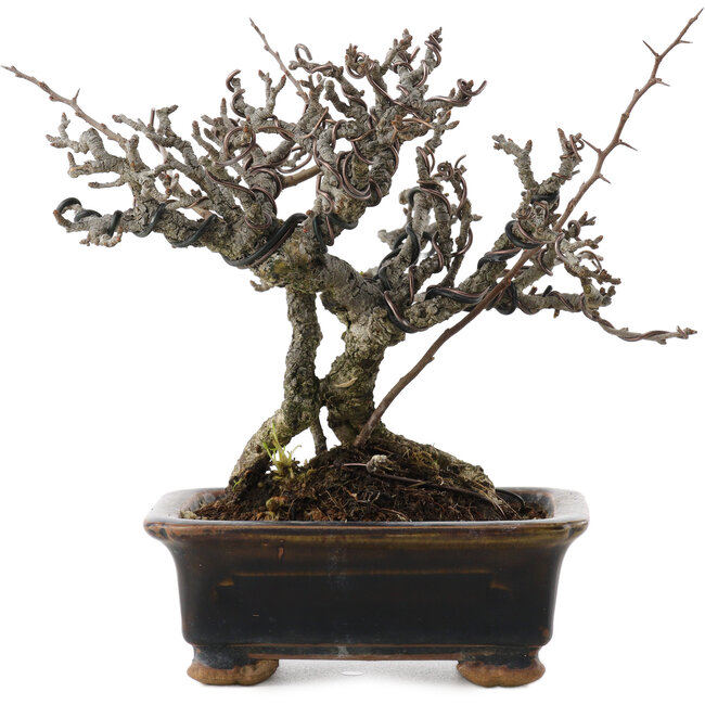 Chaenomeles speciosa, 16 cm, ± 20 ans