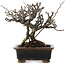 Chaenomeles speciosa, 16 cm, ± 20 ans